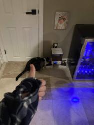 Reunited Male Cat last seen In Grayhawk next to the Walmmart, Frisco, TX 75033