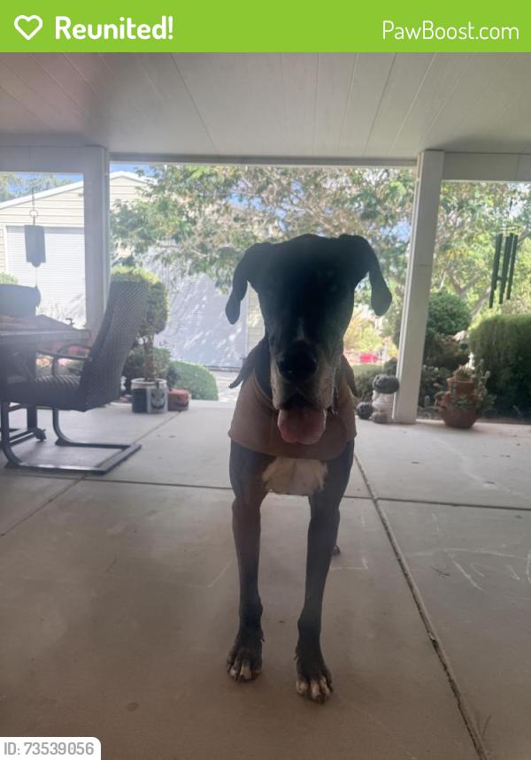 Reunited Male Dog last seen Fairburn and Lyons, Hesperia, CA 92345