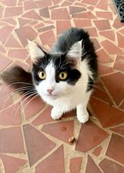 Found/Stray Unknown Cat last seen Anderson road and circle drive, Powdersville, SC 29611