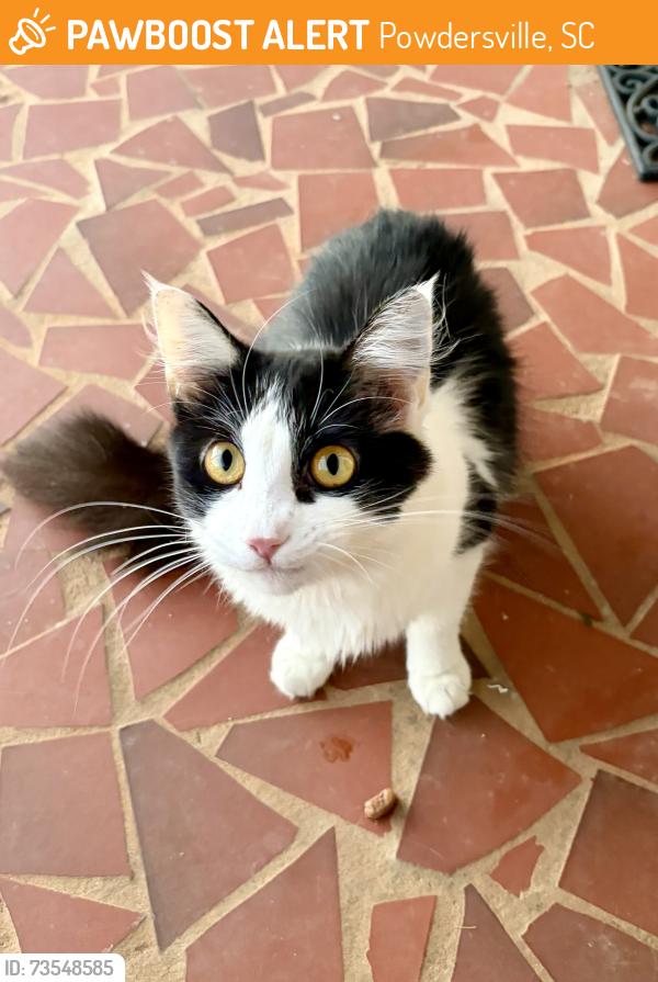 Found/Stray Unknown Cat last seen Anderson road and circle drive, Powdersville, SC 29611