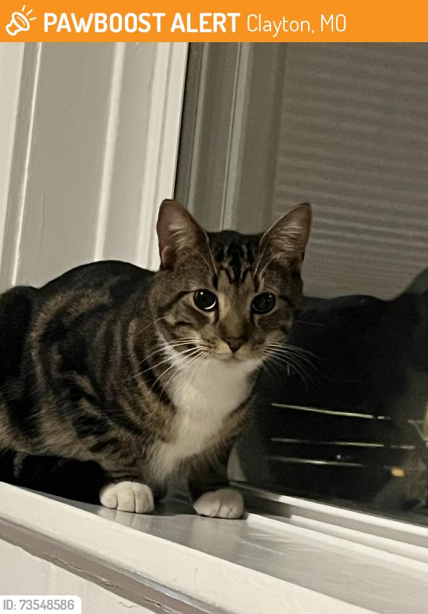 Found/Stray Unknown Cat last seen Alamo and Demun, Clayton, MO 63105