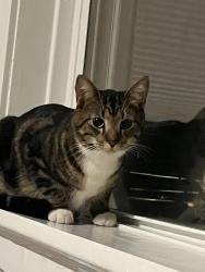 Found/Stray Unknown Cat last seen Alamo and Demun, Clayton, MO 63105