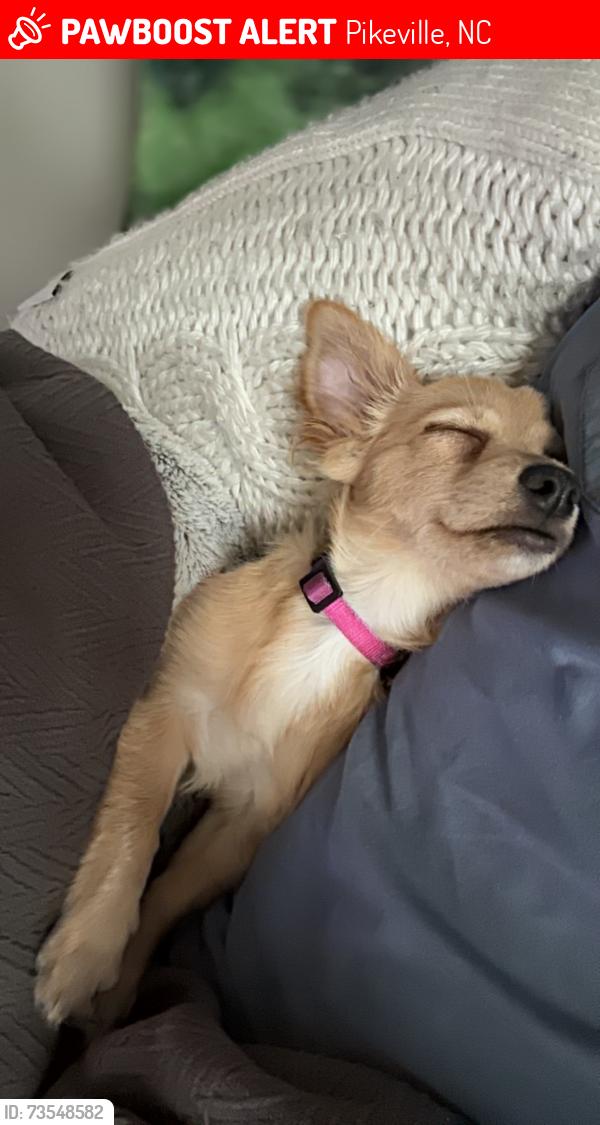 Lost Female Dog last seen Pikeville nc.LAST SEEN CROSSBOW DR., Pikeville, NC 27863