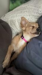 Lost Female Dog last seen Pikeville nc.LAST SEEN CROSSBOW DR., Pikeville, NC 27863