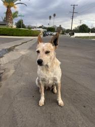 Found/Stray Female Dog last seen La cadena, Riverside, CA 92501