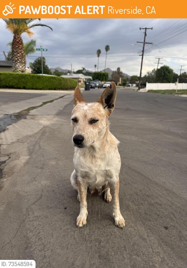 Found/Stray Female Dog last seen La cadena, Riverside, CA 92501