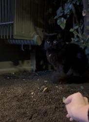 Found/Stray Unknown Cat last seen right outside the blue iguana resturant, Salt Lake City, UT 84101