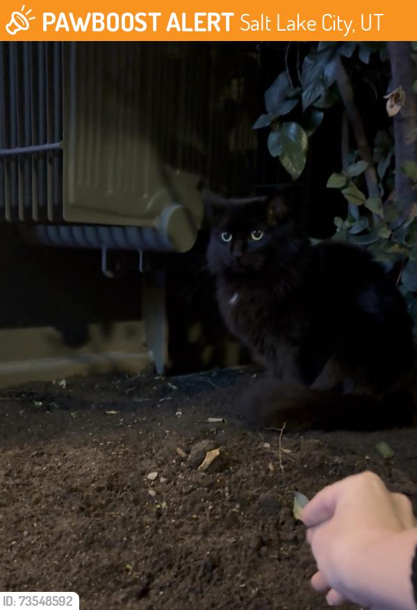 Found/Stray Unknown Cat last seen right outside the blue iguana resturant, Salt Lake City, UT 84101