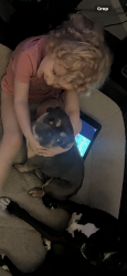 Lost Female Dog last seen Ney, Oakland, CA 94605