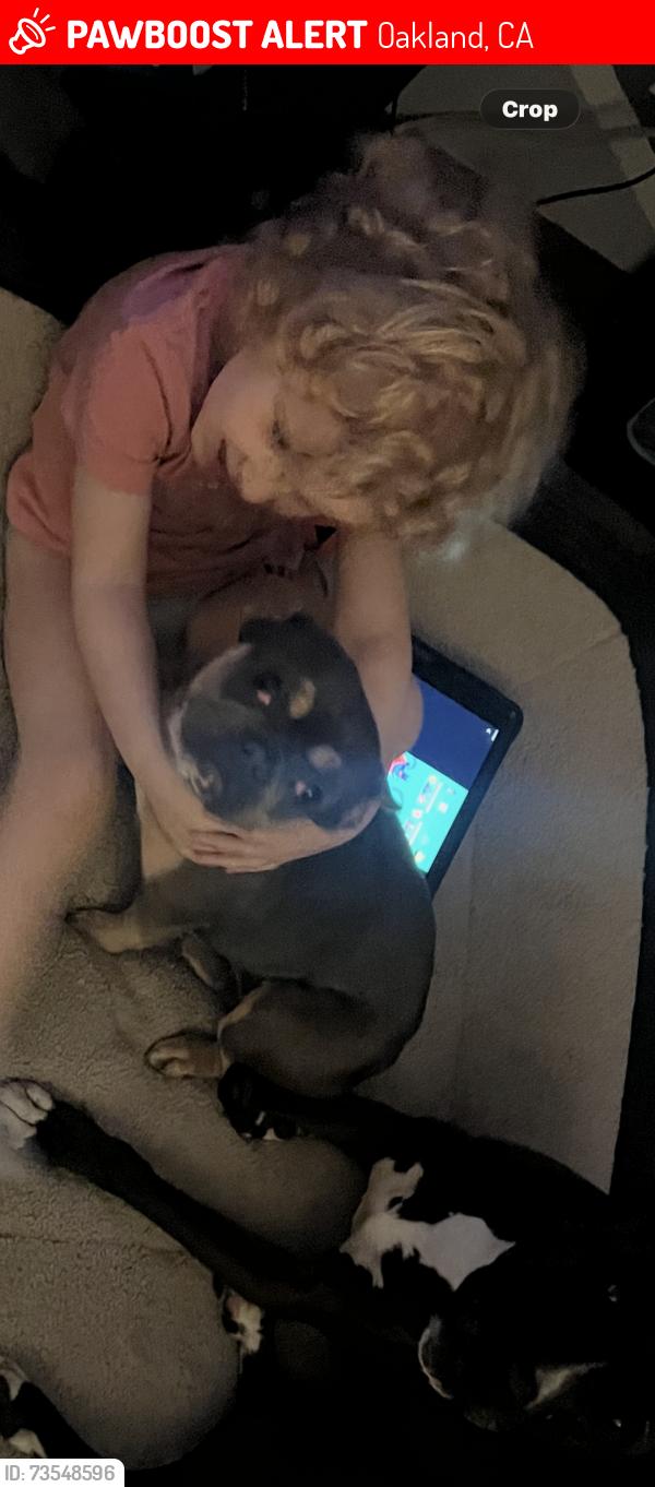 Lost Female Dog last seen Ney, Oakland, CA 94605