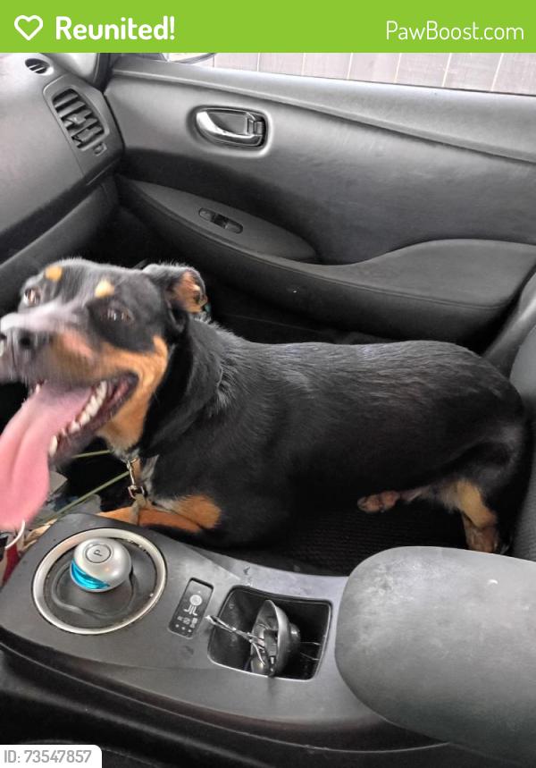 Reunited Female Dog last seen Near W Latham Ave, Hemet, CA 92543, USA, Hemet, CA 92543