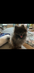 Lost Male Dog last seen Santa Fe and Danforth, Edmond, OK 73003