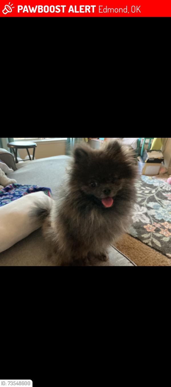 Lost Male Dog last seen Santa Fe and Danforth, Edmond, OK 73003