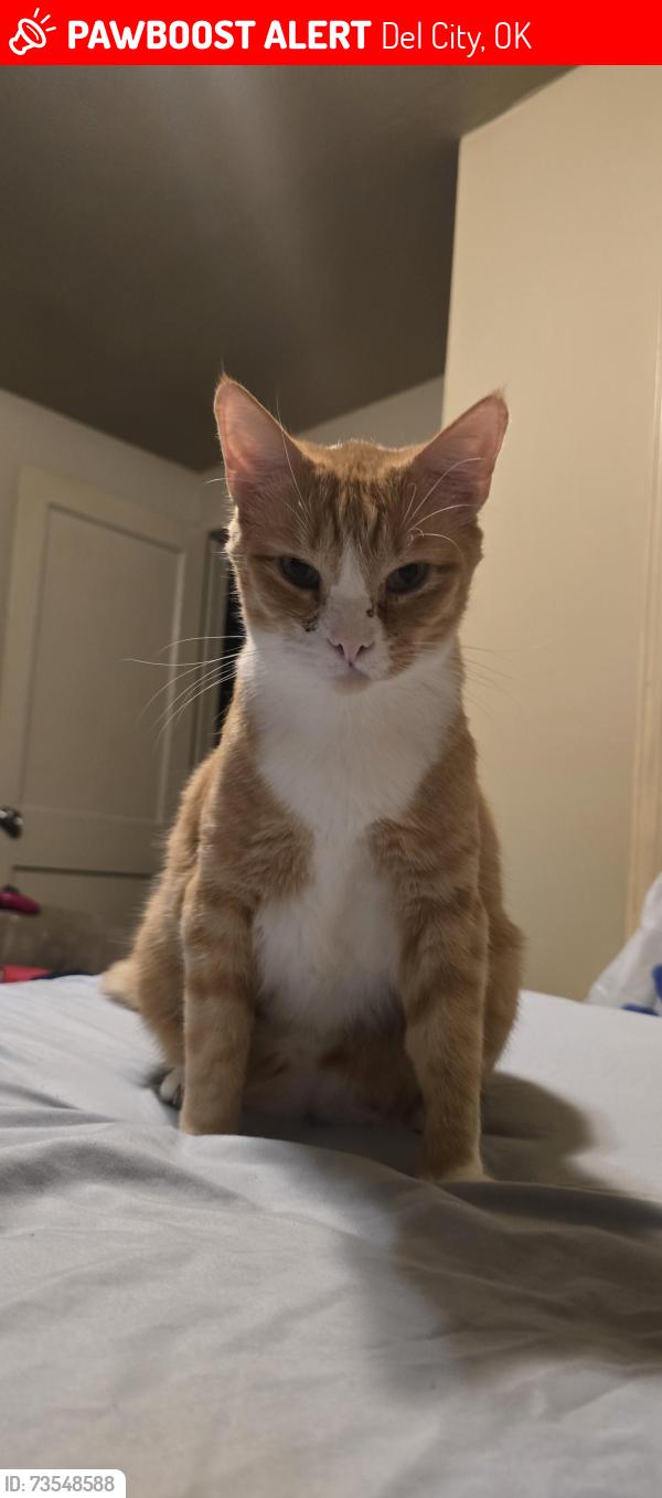 Lost Male Cat last seen Cherry ln and mistletoe ave near sw 15th st, Del City, OK 73115
