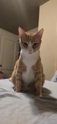 Lost Male Cat last seen Cherry ln and mistletoe ave near sw 15th st, Del City, OK 73115