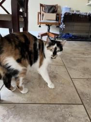 Reunited Female Cat last seen Beaucaire and Woodlawn, Warson Woods, MO 63122