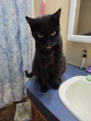 Reunited Male Cat last seen He lives in the landmark manor community., Pevely, MO 63070