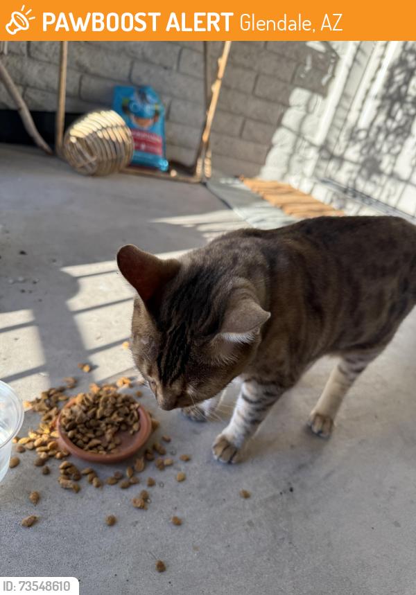 Found/Stray Unknown Cat last seen 49th ave and northern, Glendale, AZ 85302