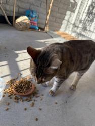 Found/Stray Unknown Cat last seen 49th ave and northern, Glendale, AZ 85302