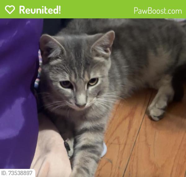 Reunited Unknown Cat last seen Melrose st and centennial ave, Trenton, NJ 08629