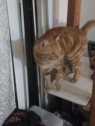 Found/Stray Male Cat last seen Citrus, Escondido, CA 92027
