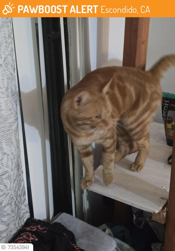 Found/Stray Male Cat last seen Citrus, Escondido, CA 92027