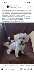 Lost Male Dog last seen ElDorado & Bledsoe, Los Angeles, CA 91342