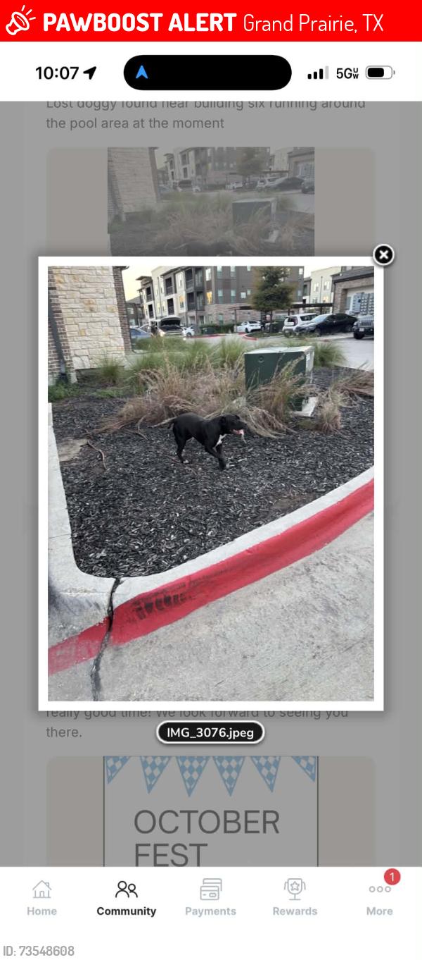 Lost Female Dog last seen right in front of building 14, Grand Prairie, TX 75052