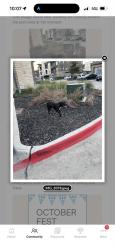 Lost Female Dog last seen right in front of building 14, Grand Prairie, TX 75052