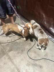 Reunited Unknown Dog last seen Slover and Sierra ave, Fontana, CA 92334