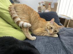 Reunited Male Cat last seen Se 210th st maple valley 98038, Maple Valley, WA 98038