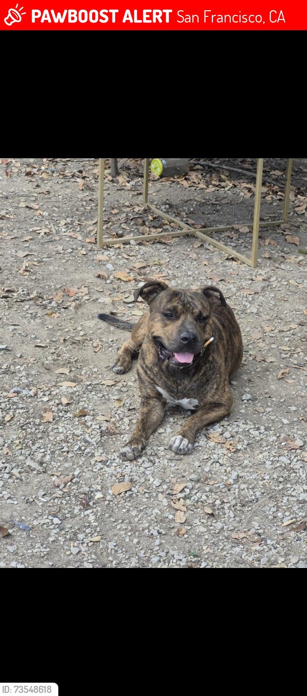 Lost Male Dog last seen Near Taylor st, San Francisco, CA 94102
