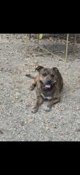 Lost Male Dog last seen Near Taylor st, San Francisco, CA 94102