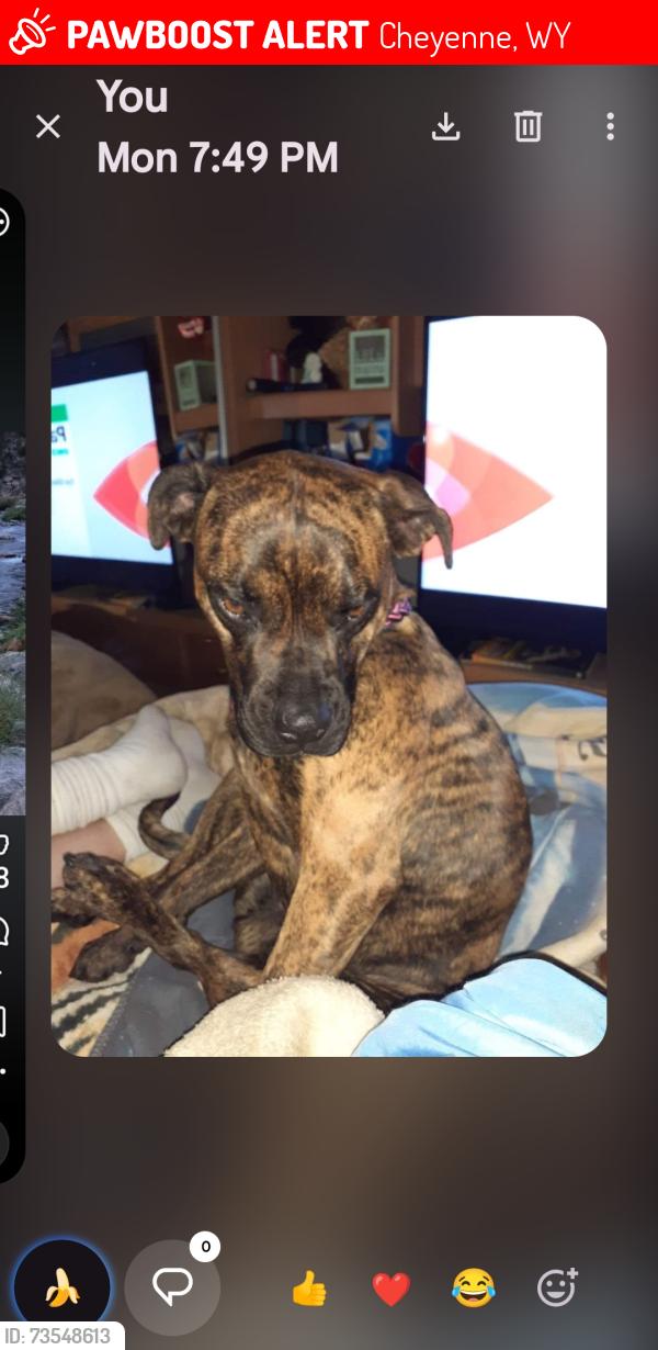 Lost Female Dog last seen 5th Avenue, Cheyenne, WY 82007