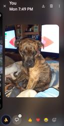 Lost Female Dog last seen 5th Avenue, Cheyenne, WY 82007