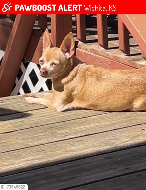 Lost Female Dog last seen Near south gold, Wichita, KS 67213