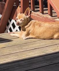 Lost Female Dog last seen Near south gold, Wichita, KS 67213