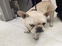 Shelter Stray Male Dog last seen , 11361 W Pico Blvd, Los Angeles, CA 90064, USA