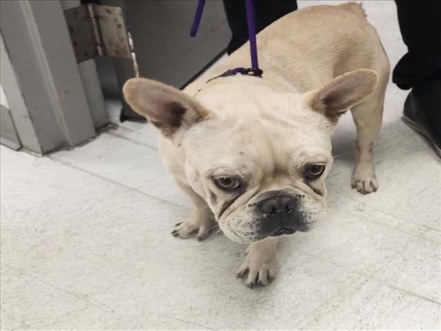 Shelter Stray Male Dog last seen , 11361 W Pico Blvd, Los Angeles, CA 90064, USA