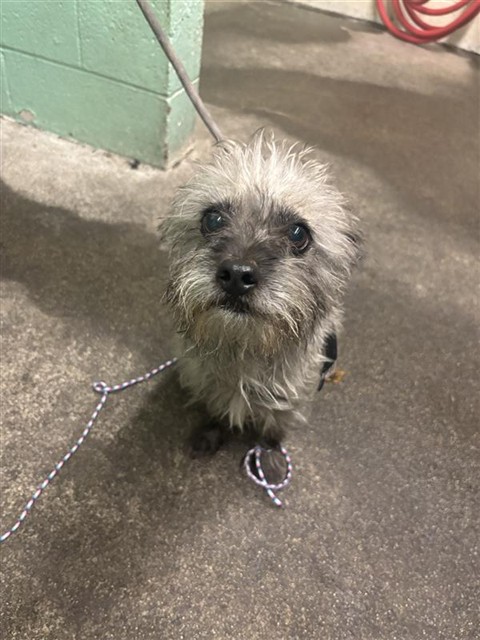 Shelter Stray Male Dog last seen FRANCINE DR & LEMON HILL AVE, 2127 Front St, Sacramento, CA 95818, USA