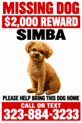 Lost Male Dog last seen Domingo rd, Fullerton, CA 92835