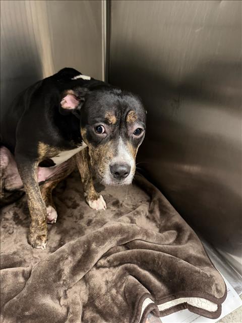 Shelter Stray Female Dog last seen , 14409 Vanowen St, Van Nuys, CA 91405, USA