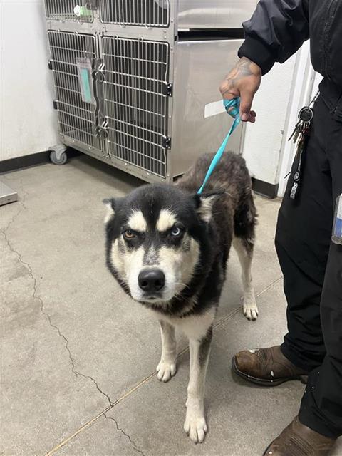 Shelter Stray Male Dog last seen Near BLOCK S WALNUT AVE, FRESNO CA 93706, 5277 E Airways Blvd, Fresno, CA 93727, USA