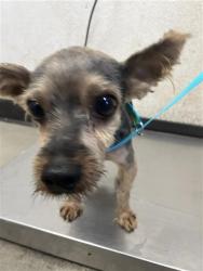 Shelter Stray Male Dog last seen Near BLOCK E CROMWELL AVE, FRESNO CA 93720 0241, 5277 E Airways Blvd, Fresno, CA 93727, USA