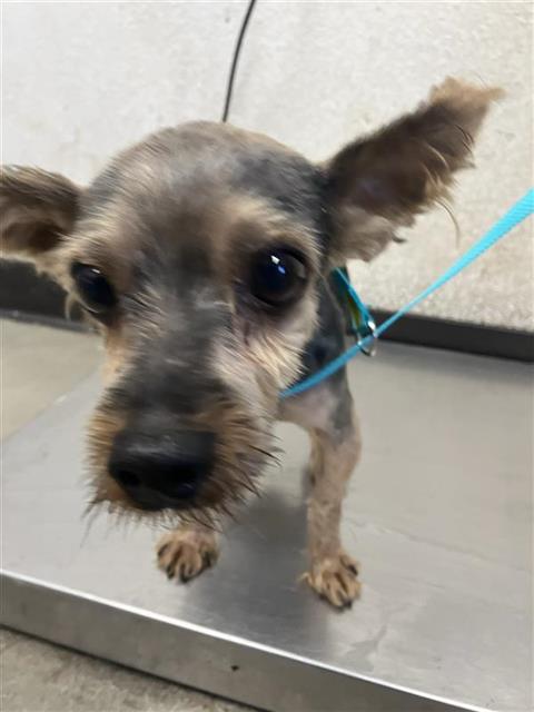 Shelter Stray Male Dog last seen Near BLOCK E CROMWELL AVE, FRESNO CA 93720 0241, 5277 E Airways Blvd, Fresno, CA 93727, USA