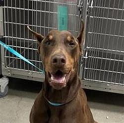 Shelter Stray Male Dog last seen Near BLOCK N YOSEMITE AVE, FRESNO CA 93701 1644, 5277 E Airways Blvd, Fresno, CA 93727, USA