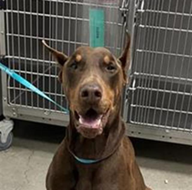 Shelter Stray Male Dog last seen Near BLOCK N YOSEMITE AVE, FRESNO CA 93701 1644, 5277 E Airways Blvd, Fresno, CA 93727, USA