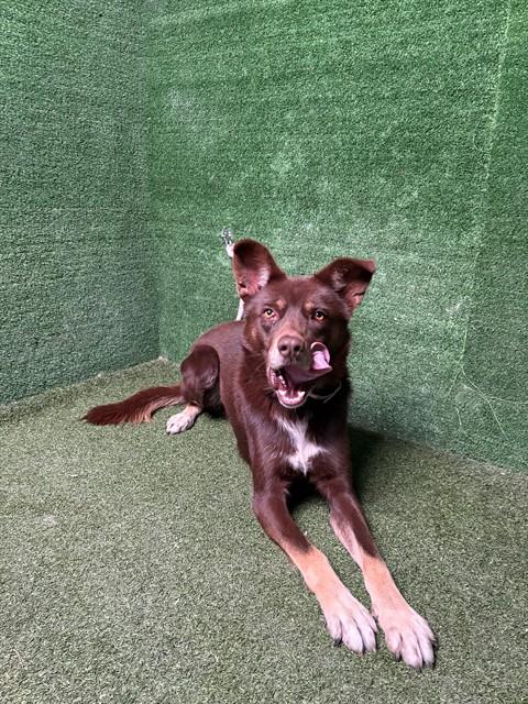 Shelter Stray Male Dog last seen , 5210 W Ave I, Lancaster, CA 93536, USA