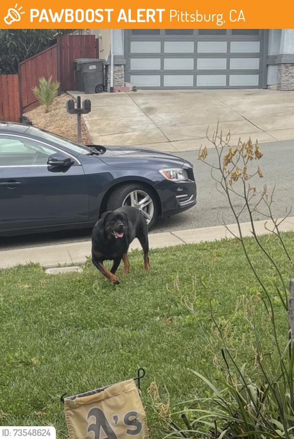 Found/Stray Unknown Dog last seen Leland, Pittsburg, CA 94565