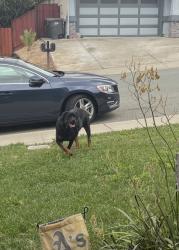 Found/Stray Unknown Dog last seen Leland, Pittsburg, CA 94565